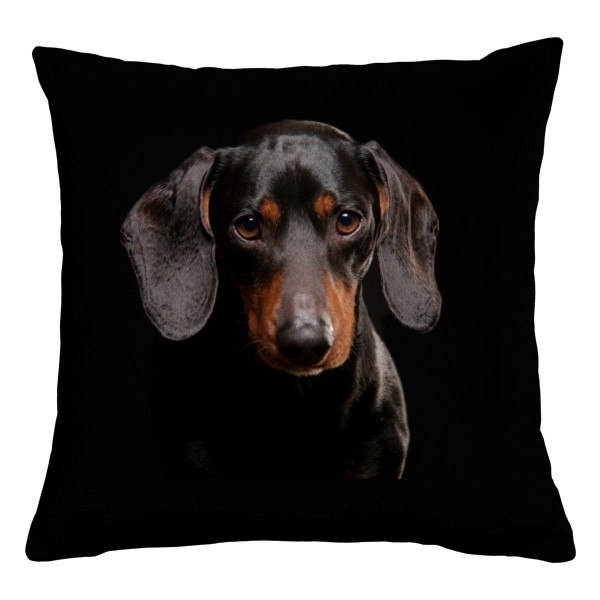 Černý malý Jezevčík